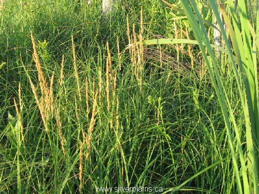 northern reedgrass - Calamagrostis stricta inex.