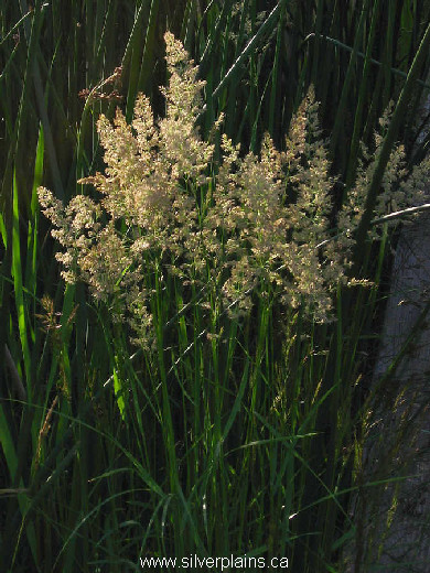 northern reedgrass - Calamagrostis stricta inex.