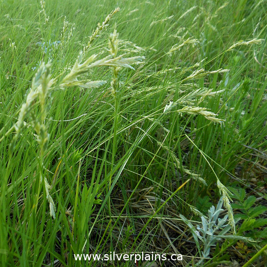 saltgrass - Distichlis spicata