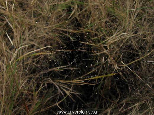scratch grass - Muhlenbergia asperifolia