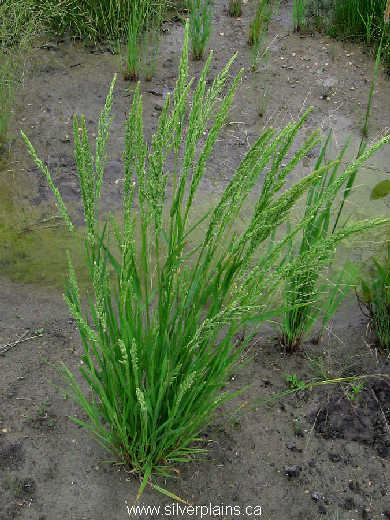 sloughgrass - Beckmannia syzigachne