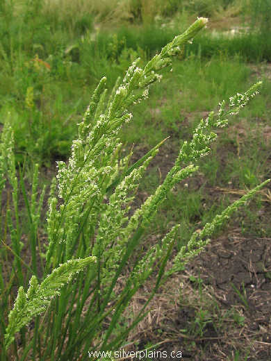 sloughgrass - Beckmannia syzigachne