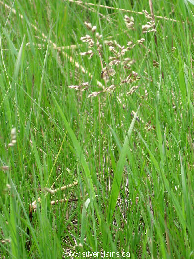 sweet grass - Hierochloe odorata 06MA14