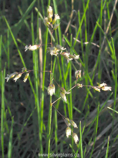 sweet grass - Hierochloe odorata 07MA16
