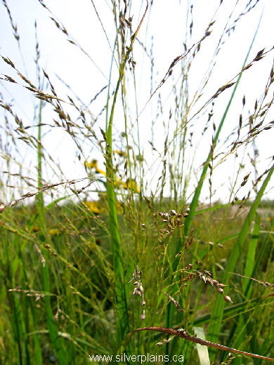 switch grass - Panicum virgatum 12AU24-1