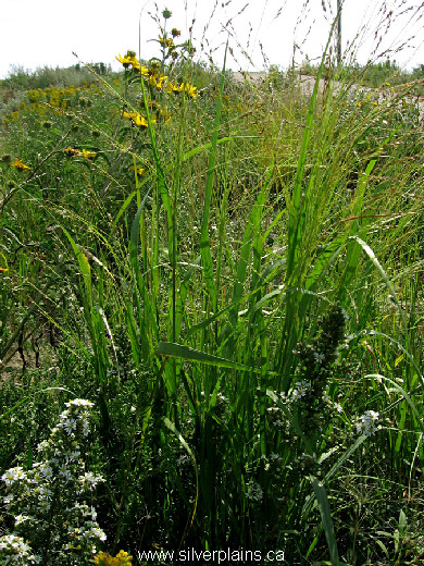 switch grass - Panicum virgatum 12AU24-3