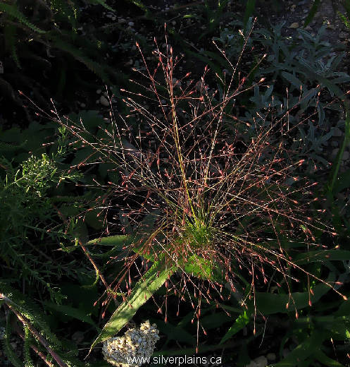 witchgrass - Panicum capillaire L. 07AU02-01