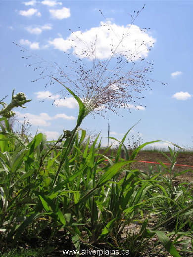 witchgrass - Panicum capillaire L. 07JL17-01