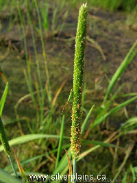 shortawn foxtail