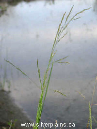 Nuttall's alkali grass