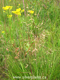 prairie dropseed