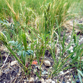 scratch grass