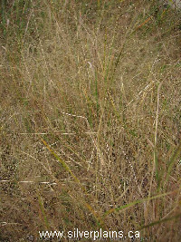 scratch grass