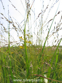 switch grass