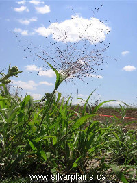 witchgrass