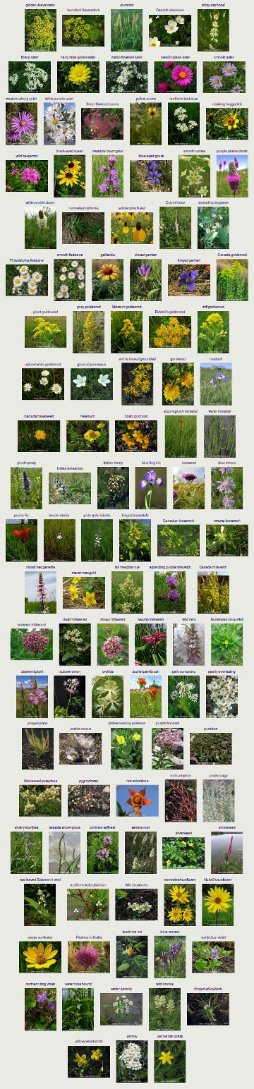 flora data