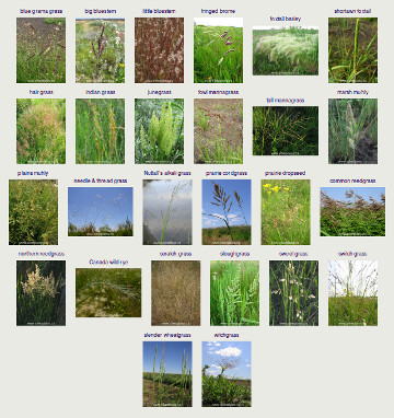 flora data
