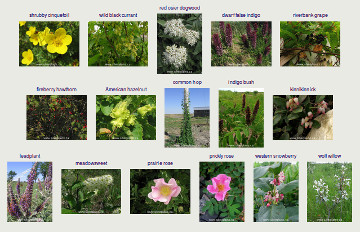 flora data