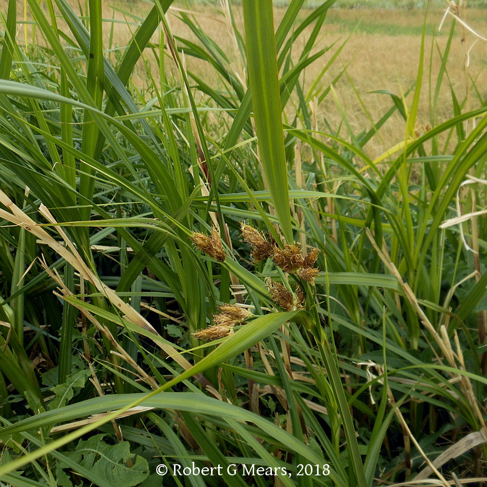 threesquare bulrush - Schoenoplectus pungens (Vahl) Palla 11JL26