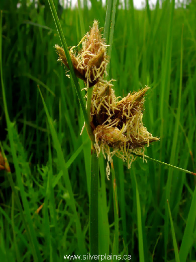 cosmopolitan bulrush - Schoenoplectus maritimus (L.) Lye 12JL02