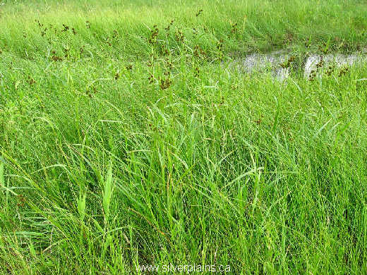 green bulrush - Scirpus atrovirens Willd. 07JL12-02