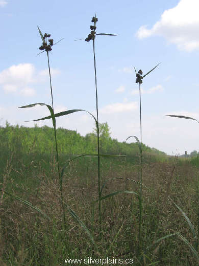 green bulrush - Scirpus atrovirens Willd. 07JL22-02