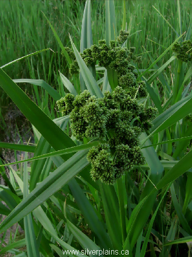 green bulrush - Scirpus atrovirens Willd. 11JL04