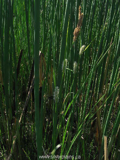 common beaked sedge - Carex utriculata 09JN14-01
