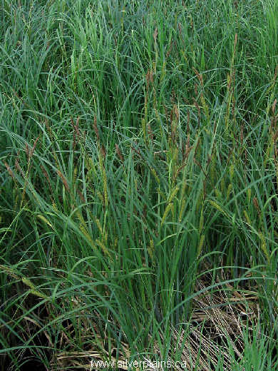 common beaked sedge - Carex utriculata 09JN18-03