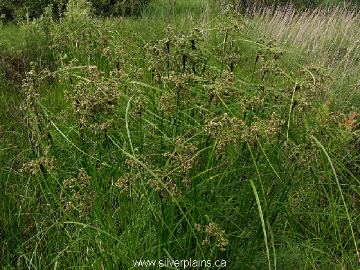 woolgrass - Scirpus cyperinus (L.) Kunth 10JL08-01
