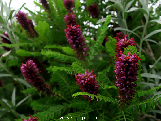 dwarf false indigo, Amorpha nana - 12JN10