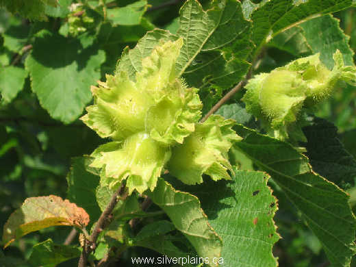 American hazelnut - Corylus americana Walter 07JL22-04