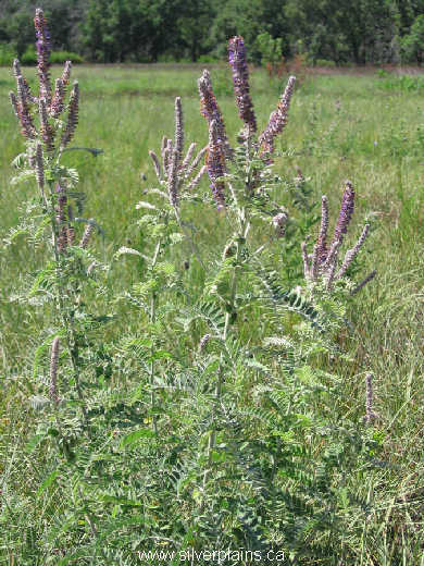 leadplant - Amorpha canescens 06JL08-006