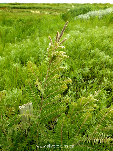 leadplant - Amorpha canescens 14AU06-01