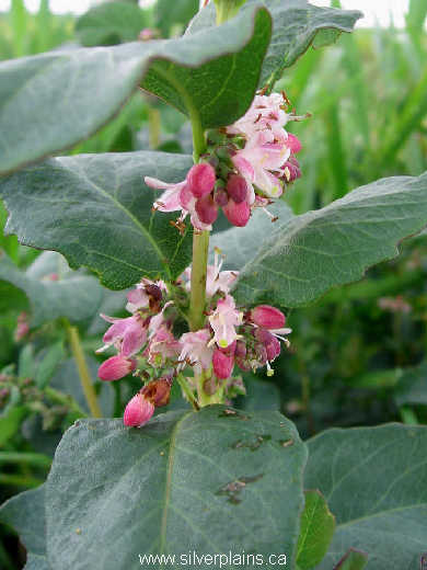 western snowberry - Symphoricarpos occidentalis H. 07JL04-01