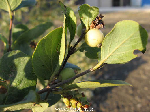 western snowberry - Symphoricarpos occidentalis H. 07SE14-02