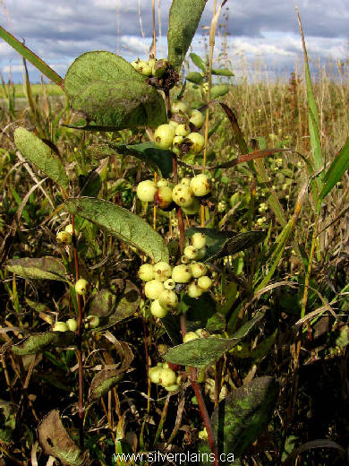 western snowberry - Symphoricarpos occidentalis 10SE25