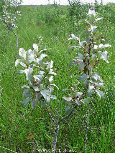 wolf willow - Elaeagnus commutata 07JL22-01