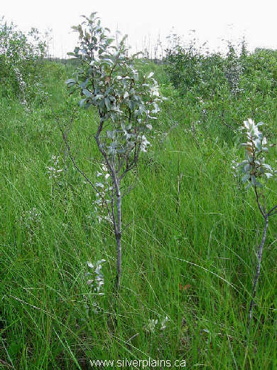 wolf willow - Elaeagnus commutata 07JL22-02