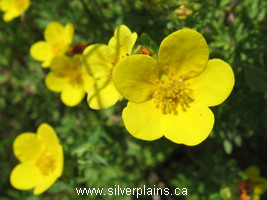 shrubby cinquefoil