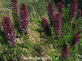 dwarf false indigo