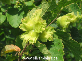 American hazelnut