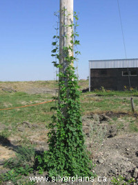 common hop