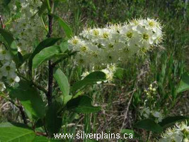 meadowsweet