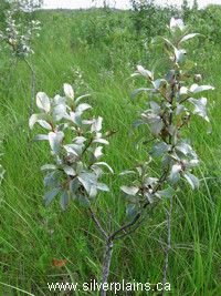 wolf willow