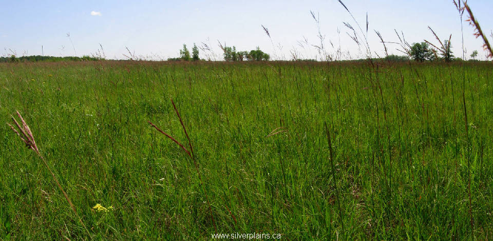 original Natural grassland