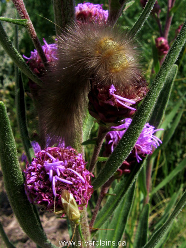 salt marsh caterpillar eating meadow blazingstar